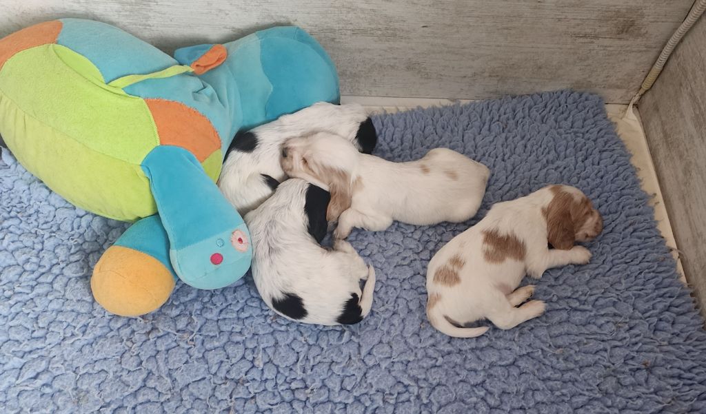 Of Bridget Story - Cocker Spaniel Anglais - Portée née le 29/09/2025