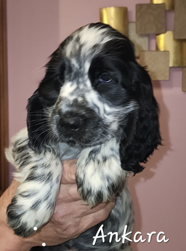 Of Bridget Story - Chiots disponibles - Cocker Spaniel Anglais