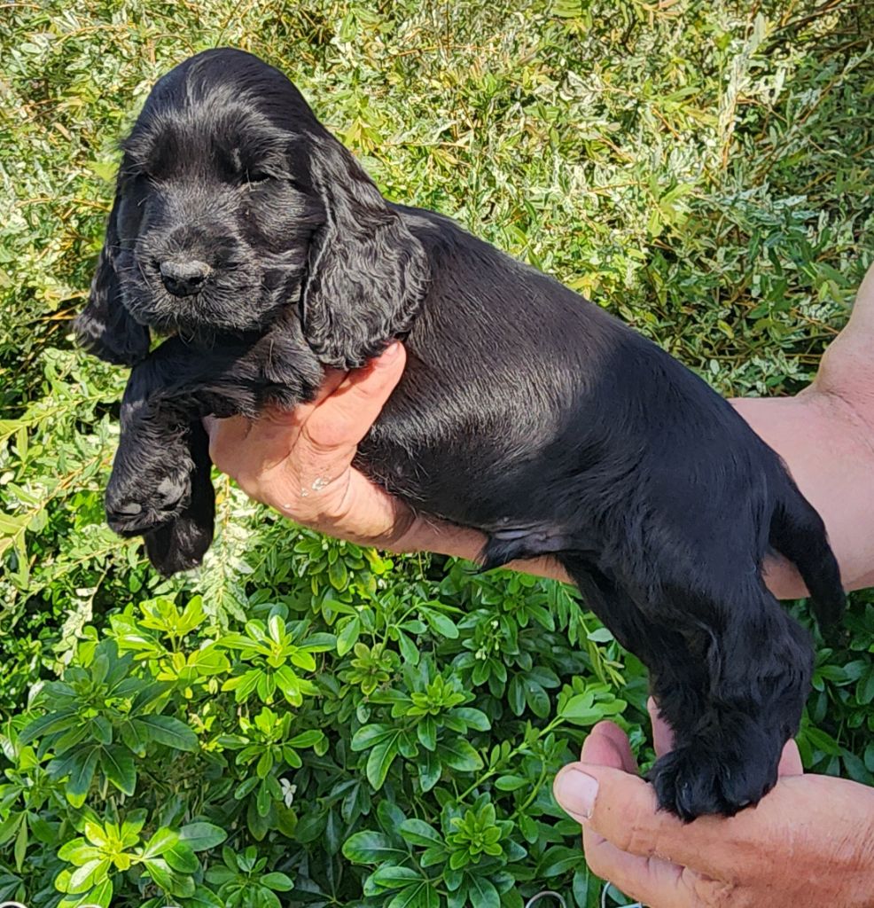 Of Bridget Story - Chiots disponibles - Cocker Spaniel Anglais