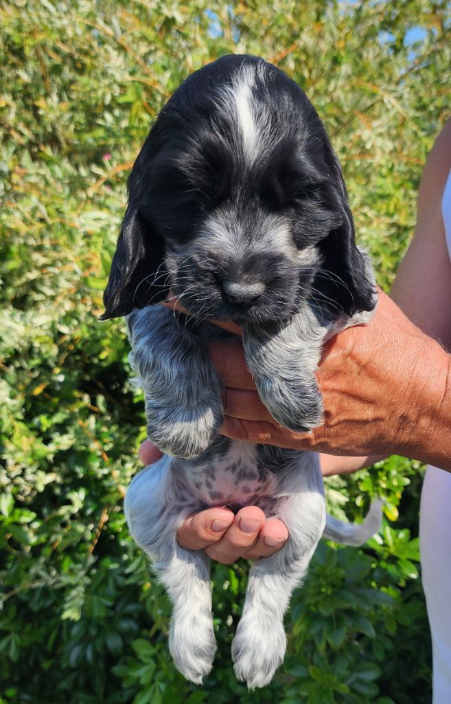 Of Bridget Story - Chiots disponibles - Cocker Spaniel Anglais