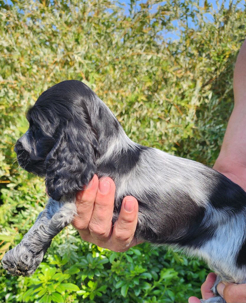 Of Bridget Story - Chiots disponibles - Cocker Spaniel Anglais