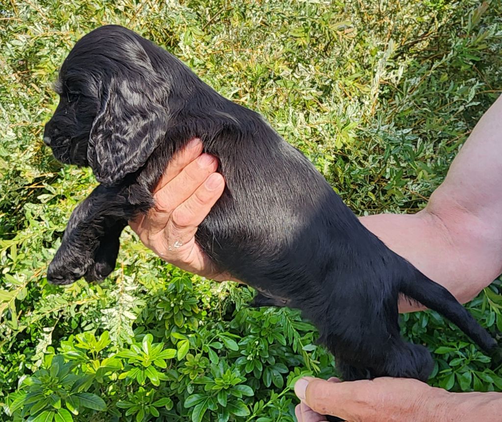 Of Bridget Story - Chiots disponibles - Cocker Spaniel Anglais