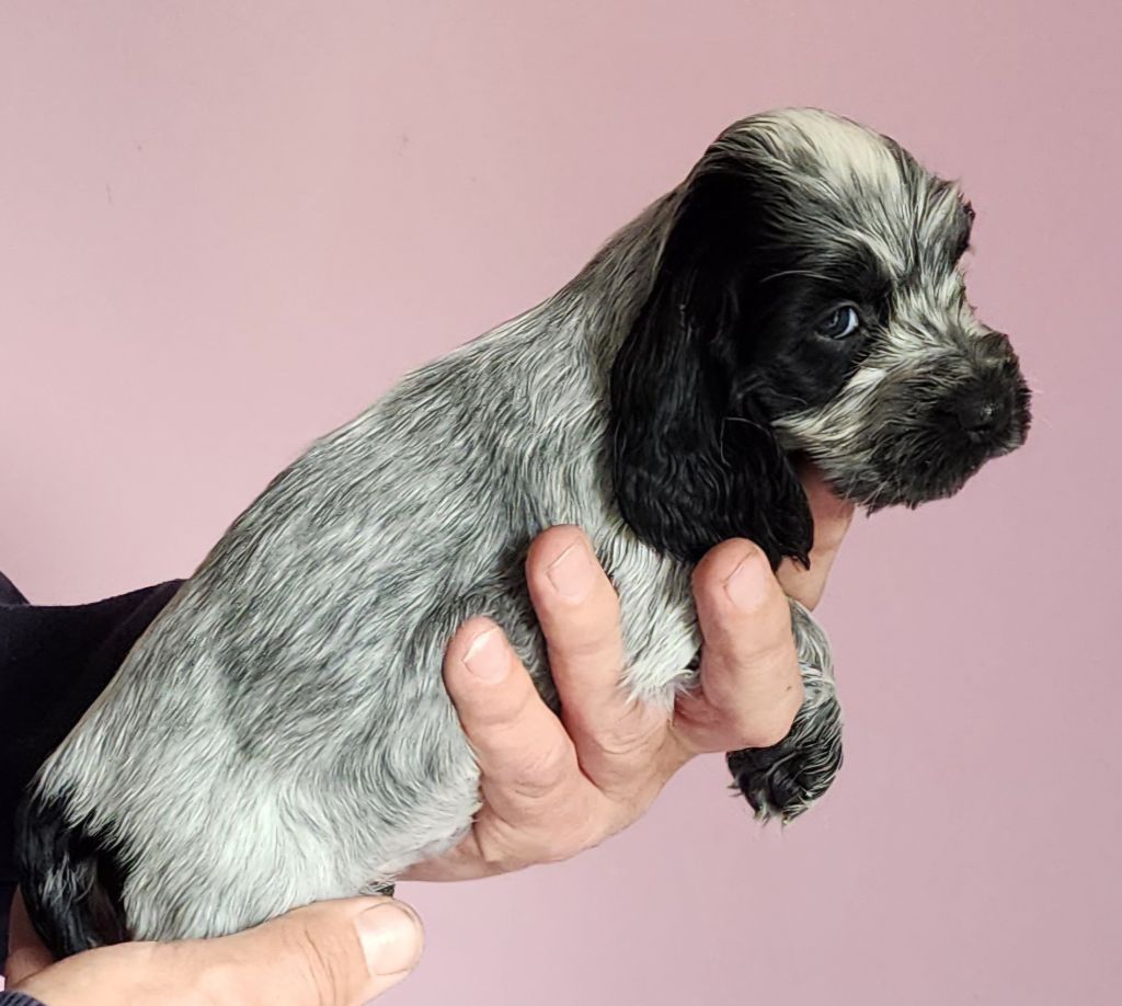 Of Bridget Story - Chiots disponibles - Cocker Spaniel Anglais